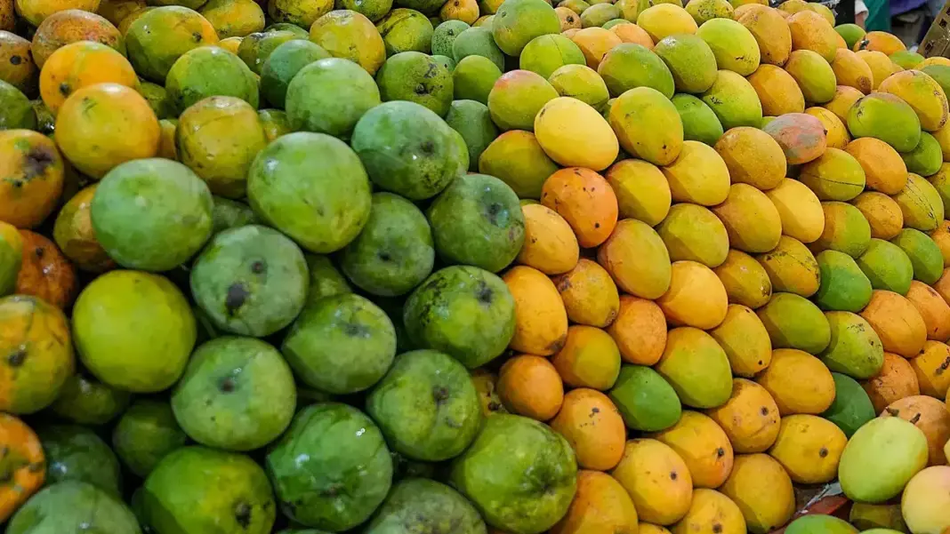 Surat Mango Crop Losses Highlight Climate Risks To Farming