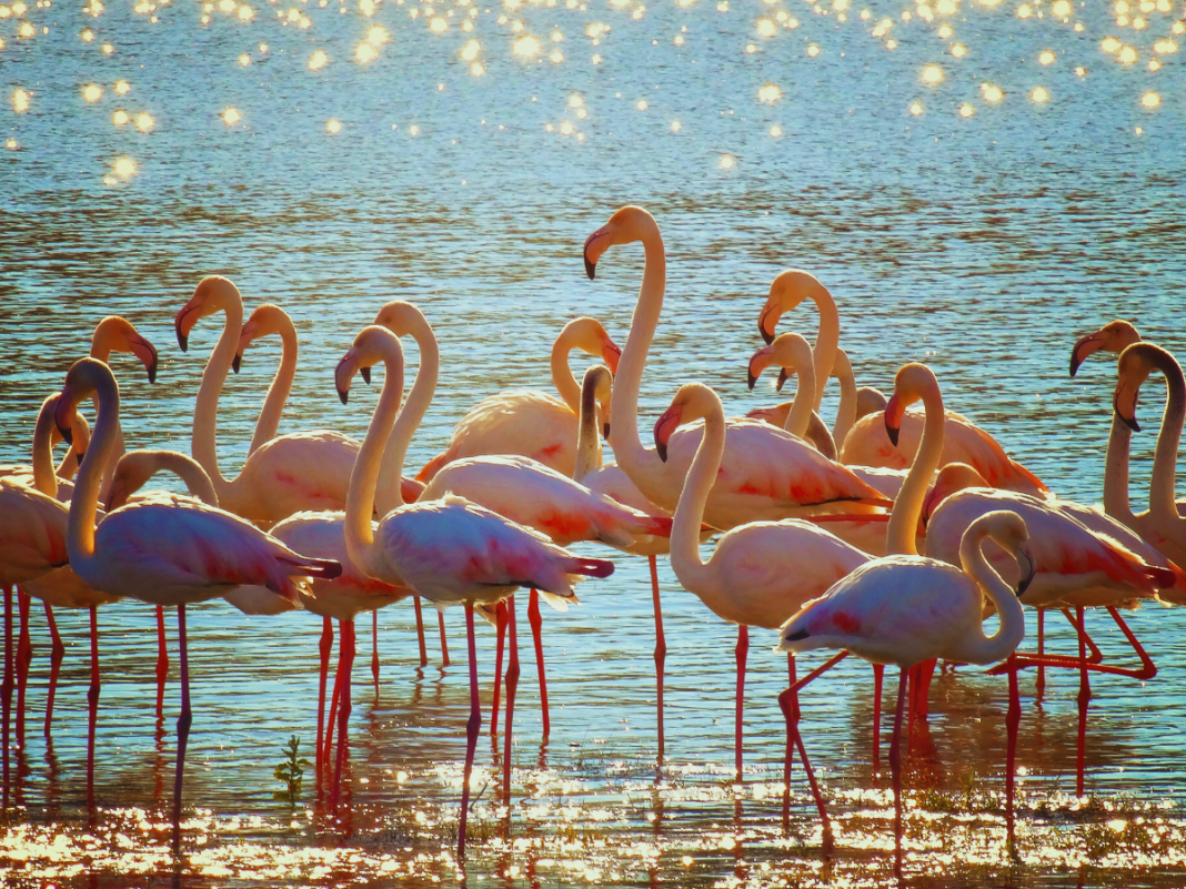 Nashik Sees Early Flamingoes Arrival This May