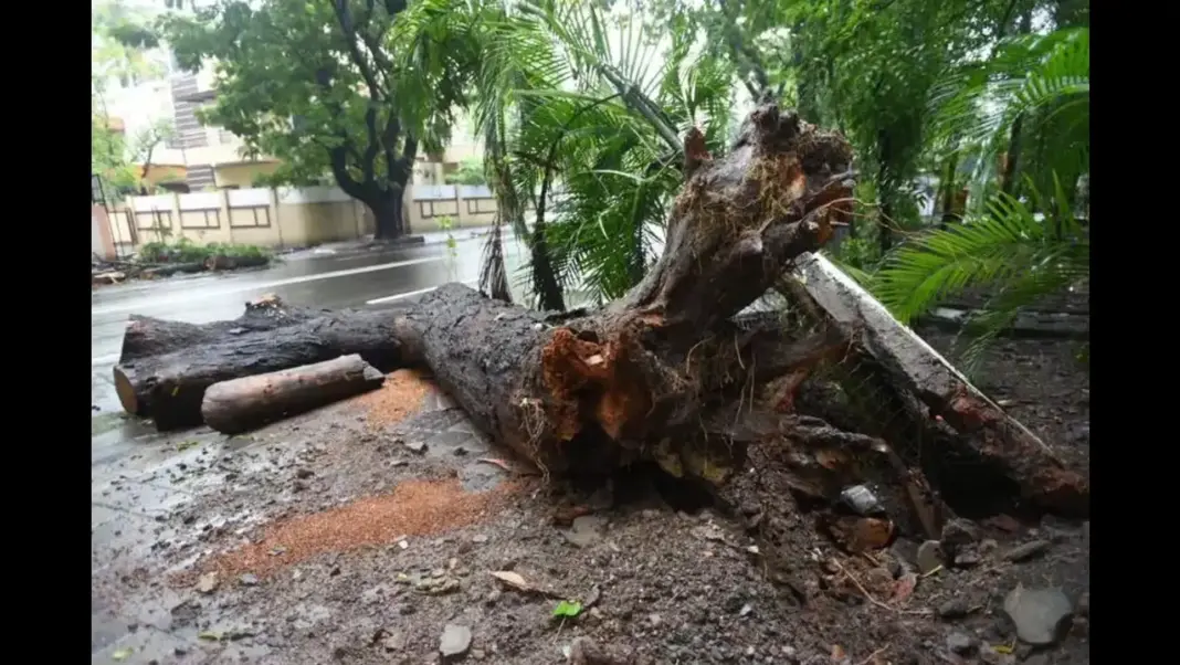 Pune to Trim Dangerous Trees on Private Land After Fatal Incidents