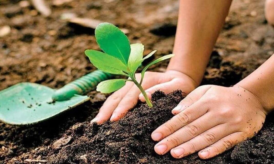 Delhi Schools to Plant Lakhs of Saplings