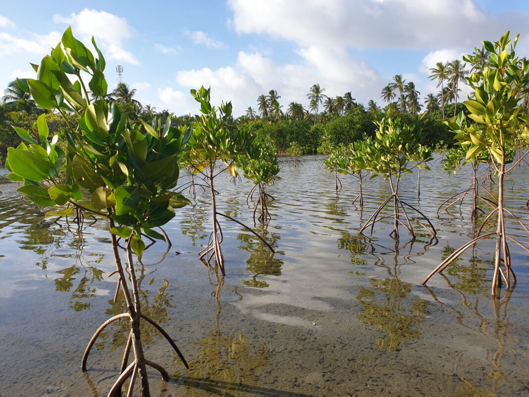Mangroves revived along Chennai Buckingham Canal stretch