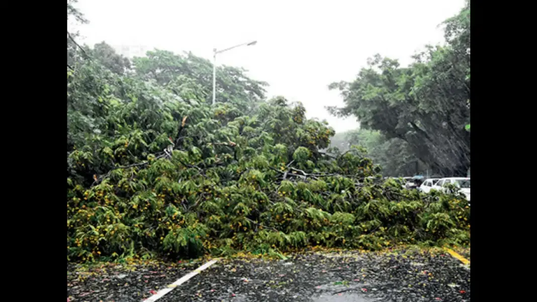 Kolkata Revamps Green Spaces After Amphan