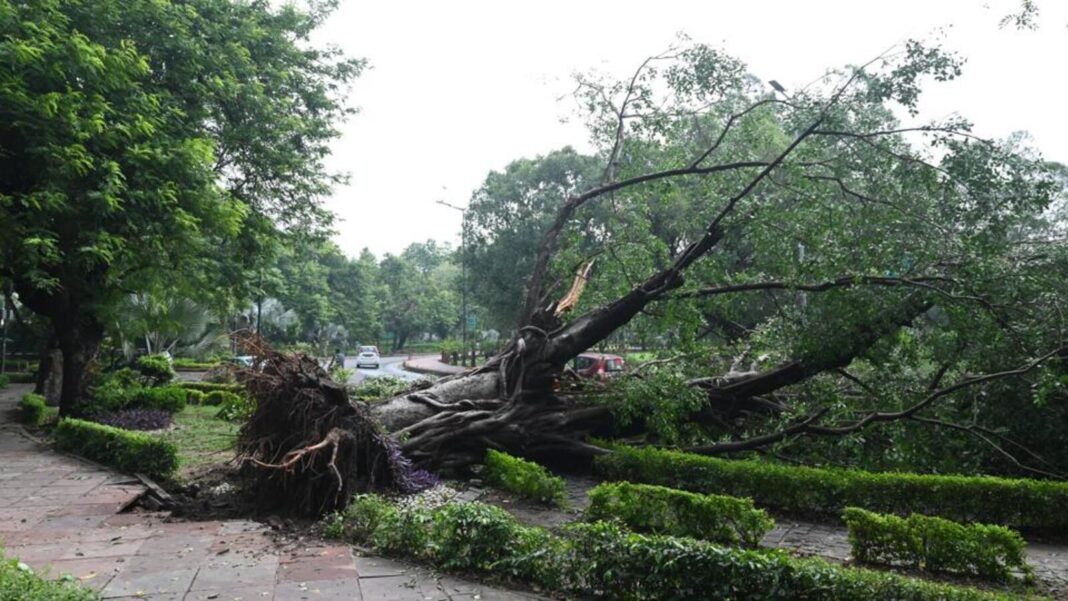 Delhi Sees 180 Trees Collapse and Power Outages