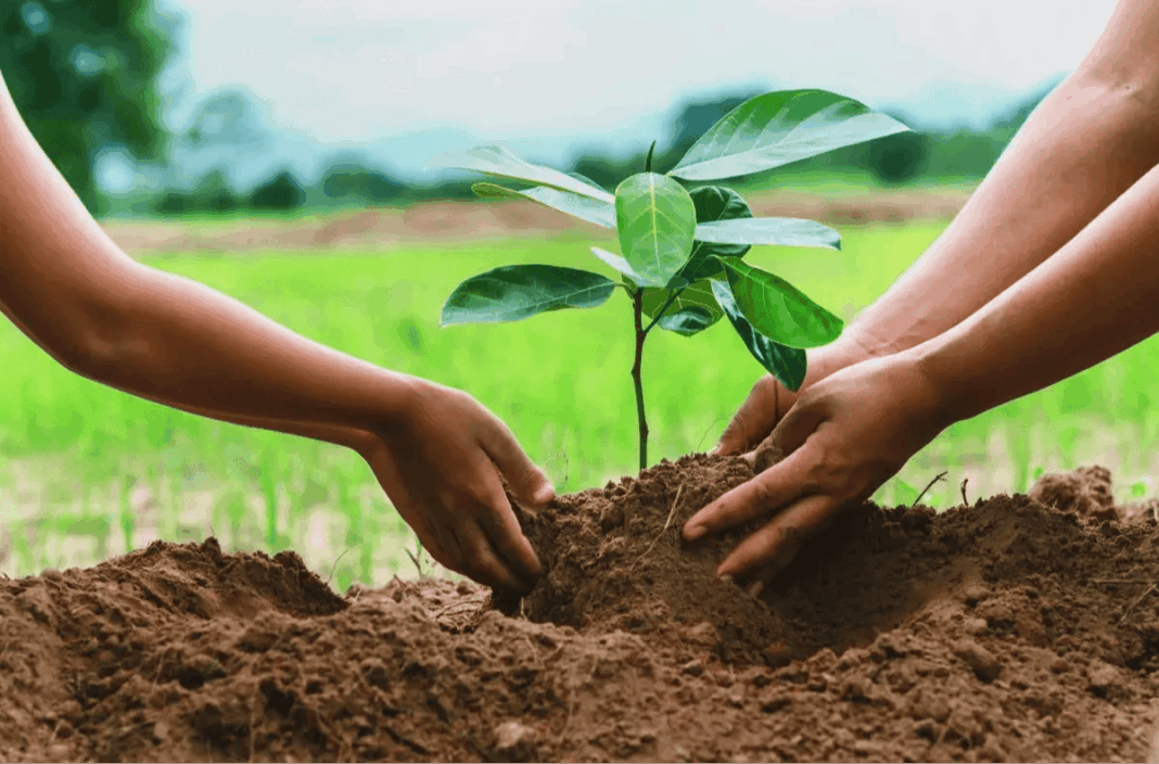 Kalaburagi Plans Two Lakh Saplings For Green Future