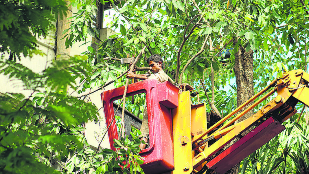 BMC to Prune Trees on Private Land for Monsoon Safety