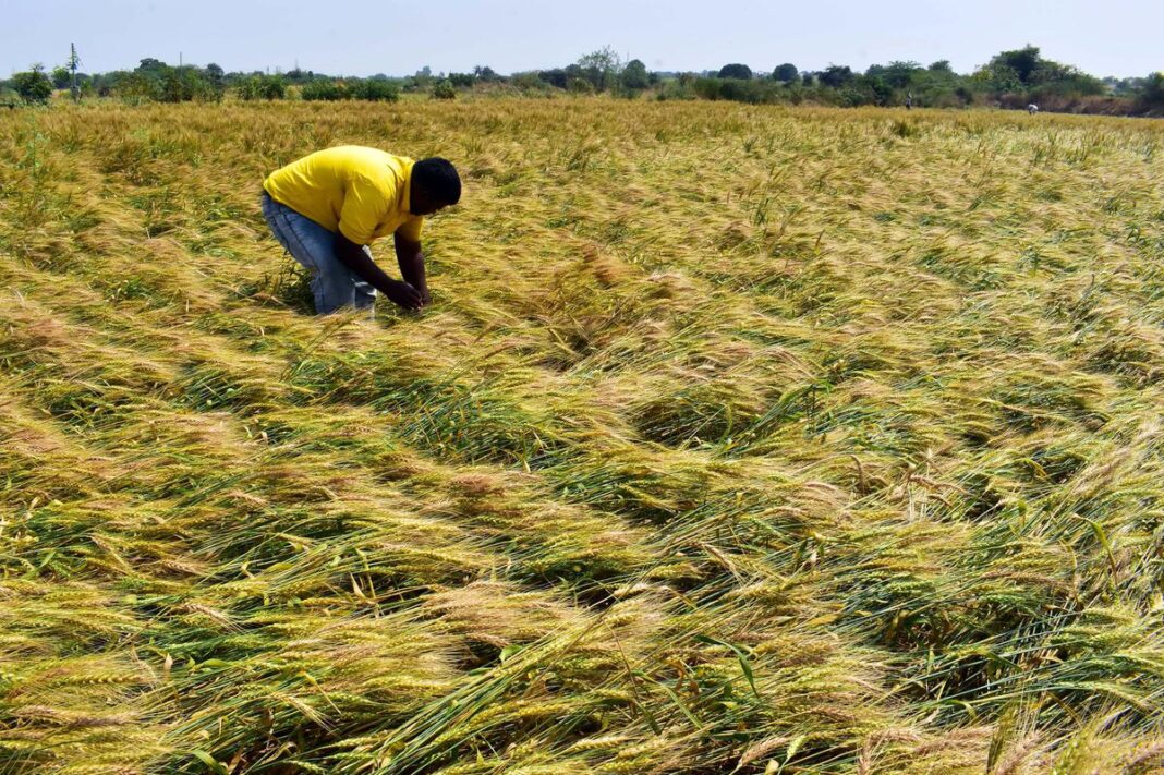 Nashik Crops Devastated by unseasonal Rains