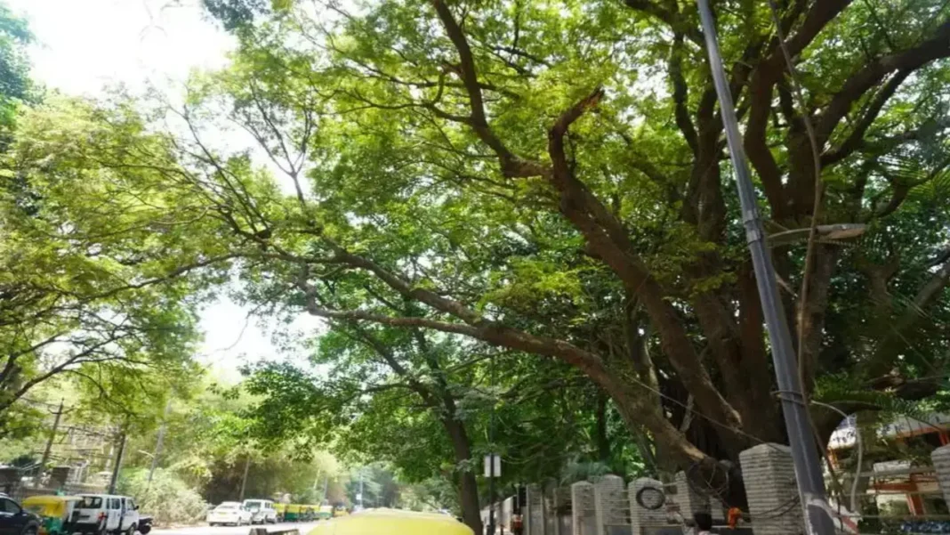 Surat Mango Yield Falls Amid Weather And Pest Impact