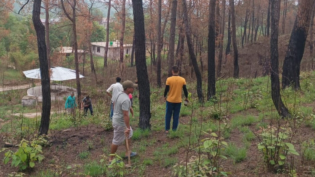 Shimla launches community-driven plantation plan to rebuild its lost green identity