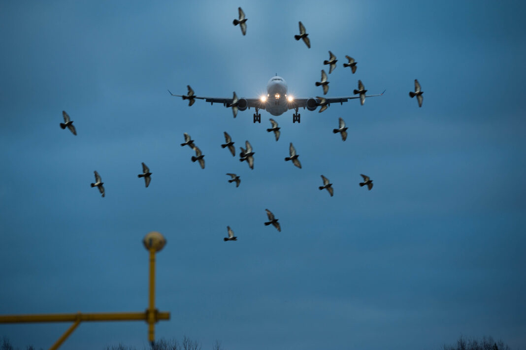 Ulwe Bird Attracting Activities Near Airport