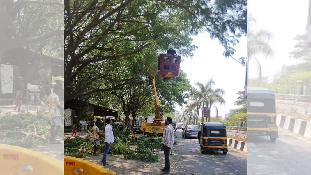 Navi Mumbai Citizens Oppose Tree Trimming Fee