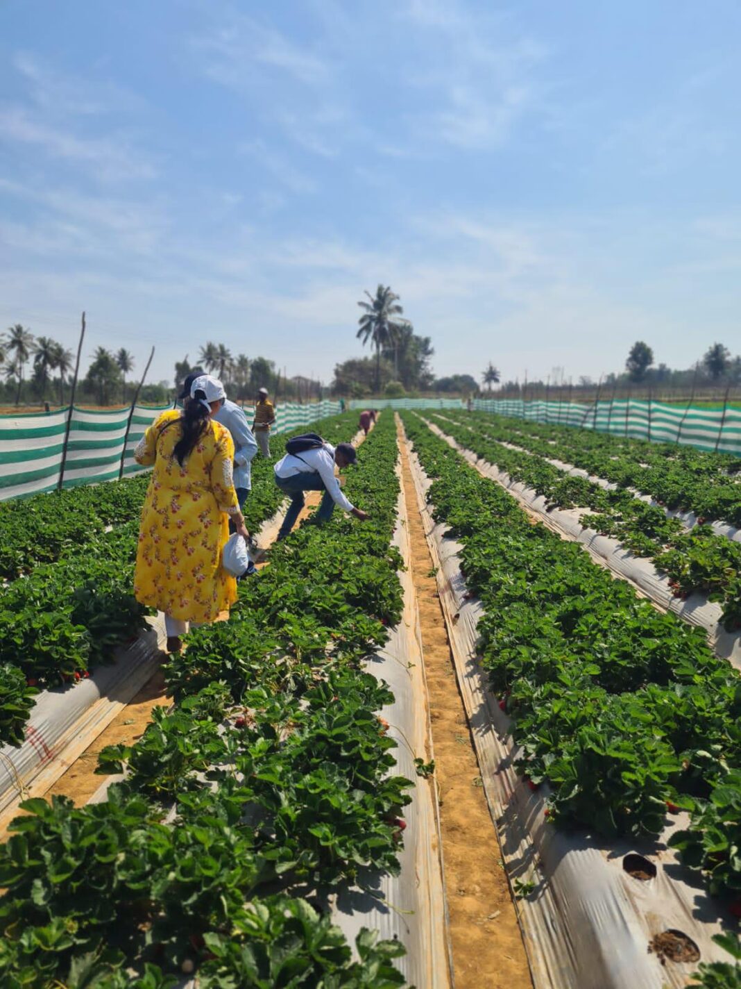 Urban Farming Push Grows Roots in Bengaluru