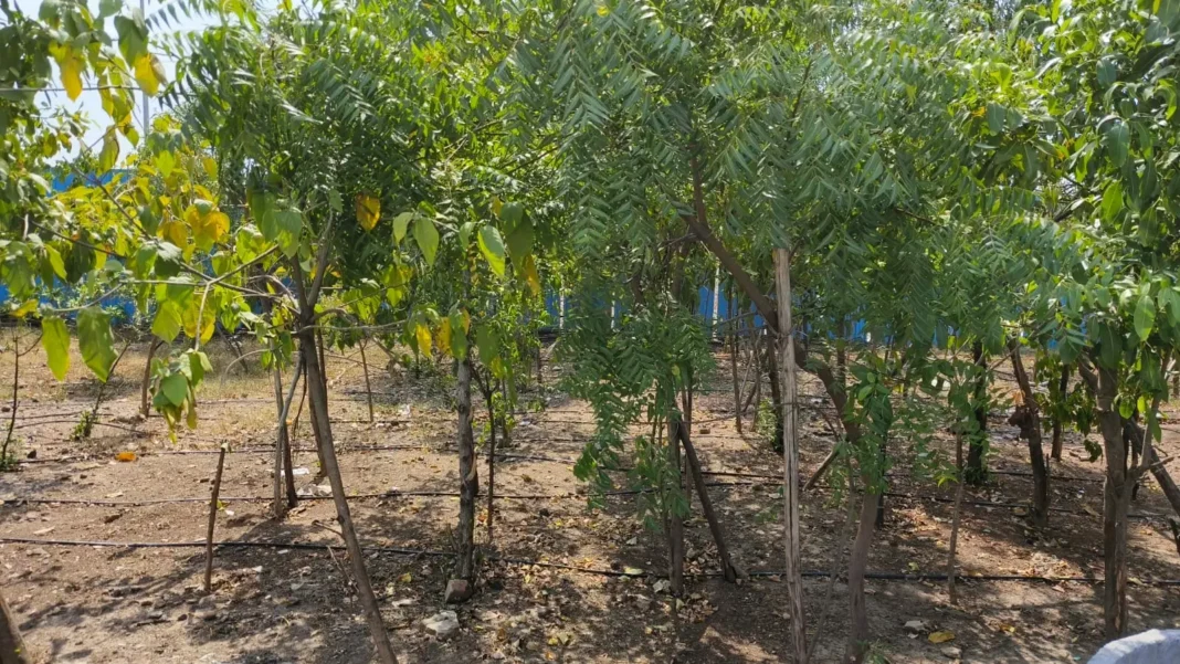Chennai to Boost Green Cover with 1 Lakh Saplings