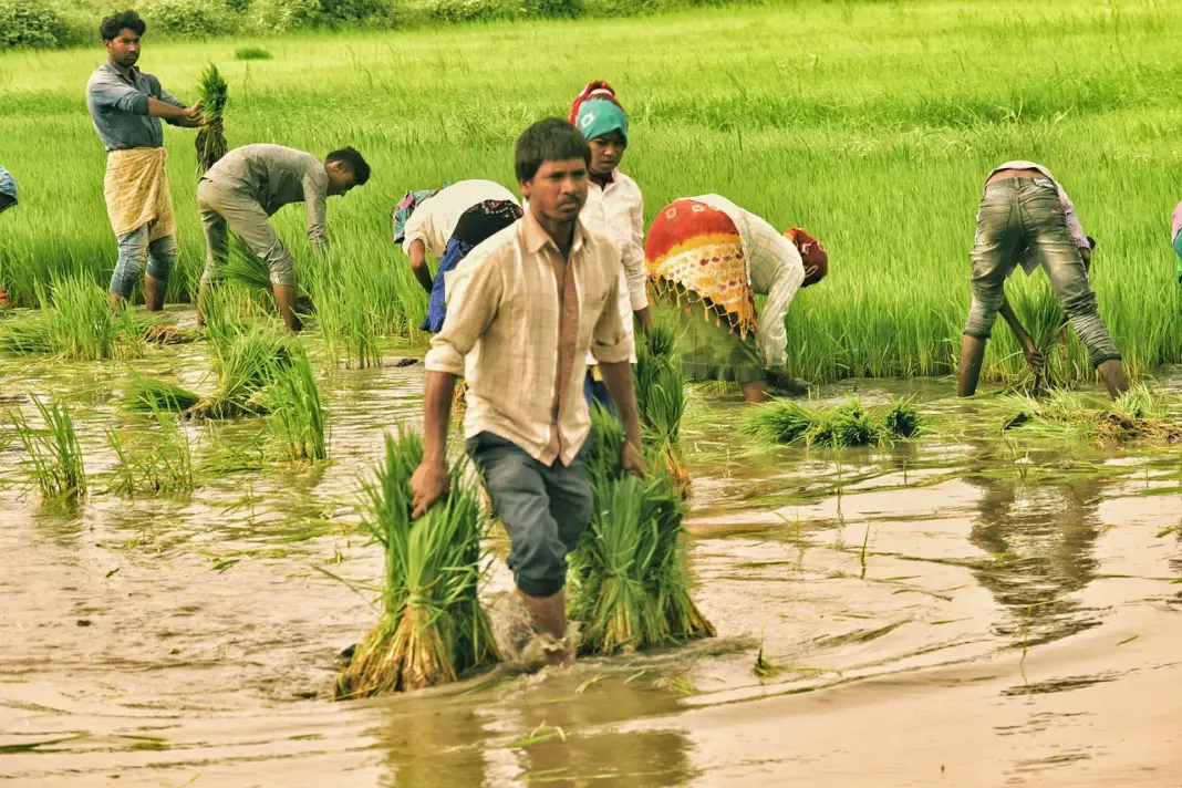 UP govt sets 12 percent Kharif growth target to aid farmers