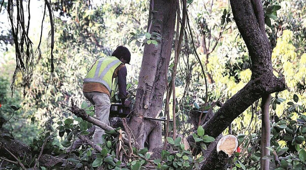 Over 74,000 Trees Cut for Kerala Highway, Few Replanted So Far