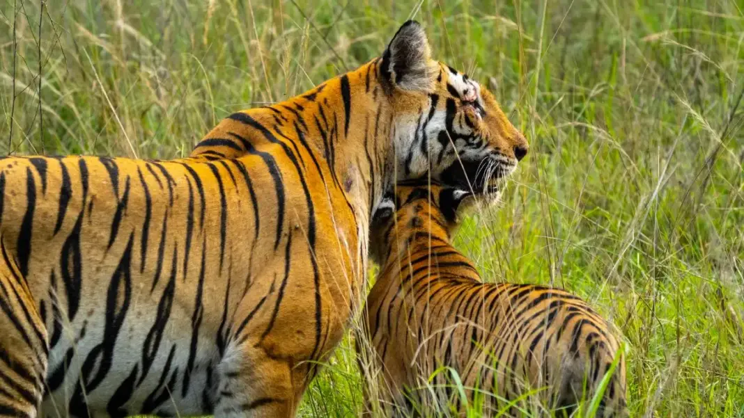 Karnataka Sanctuary Loses Five Tigers to Suspected Poison
