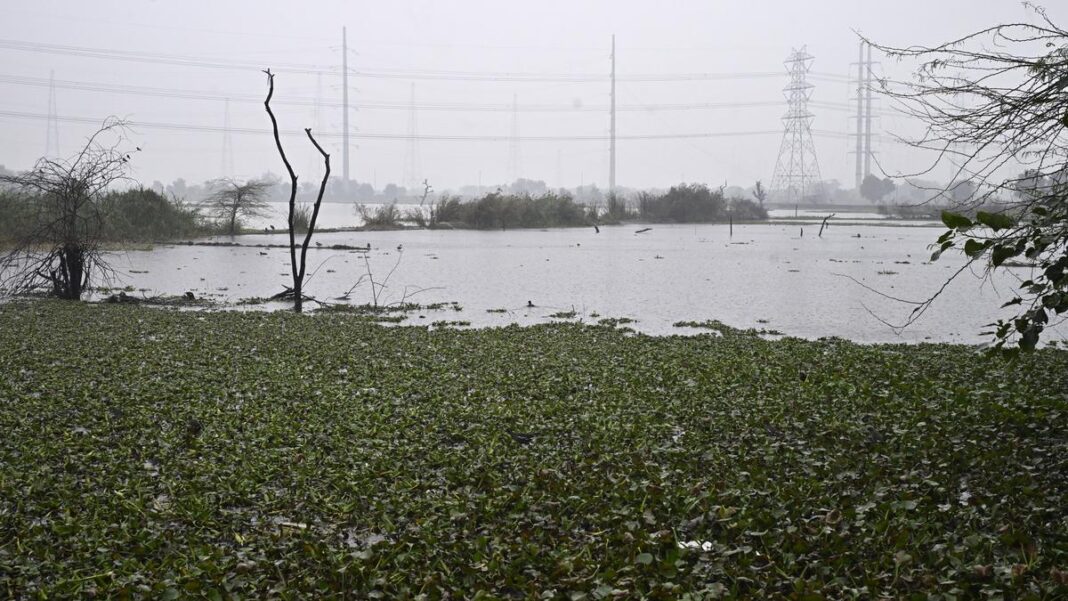 Delhi Faces Wetlands Crisis Amid Dispute Over Water Bodies and Low-Lying Land