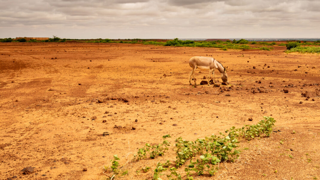 Africa Turns to Soil for Climate Resilience