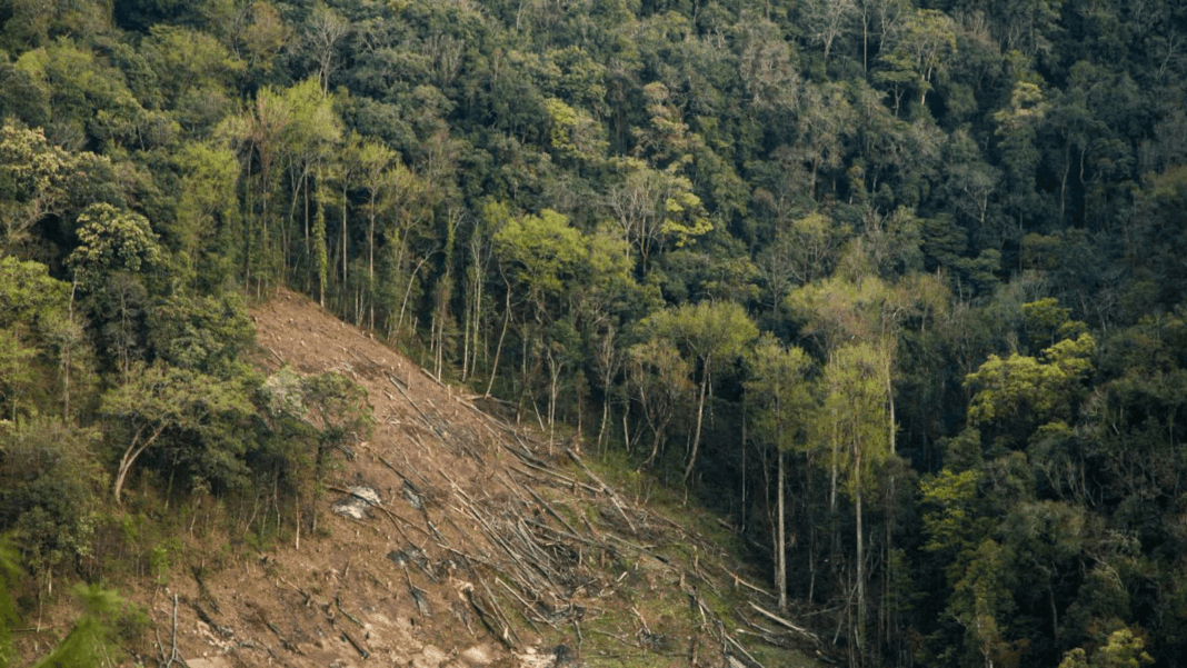 Bhopal MP Forest Cover Grows Over 20 Years