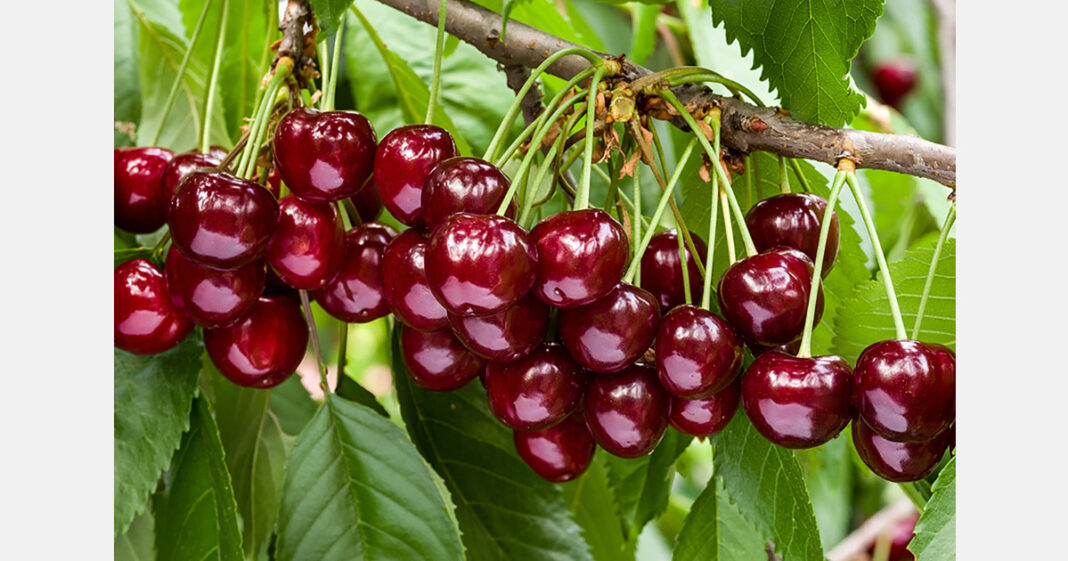 India Exports Premium Cherries to Saudi Arabia