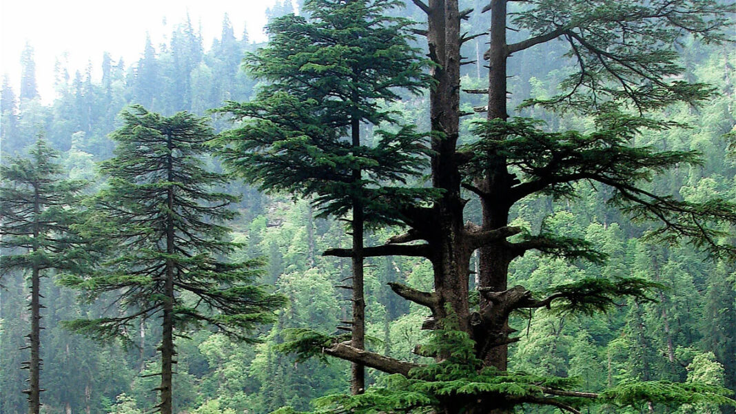 India to plant trees across Himalayas under new green mission plan