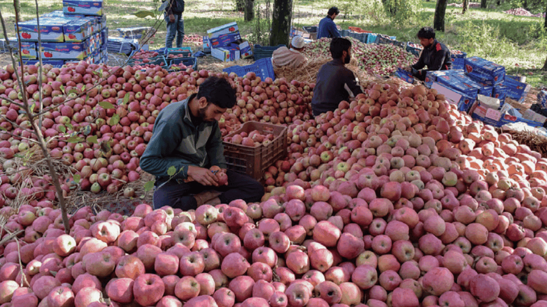Kashmir Apple Growers Seek Dedicated Freight Train for Direct Market Access
