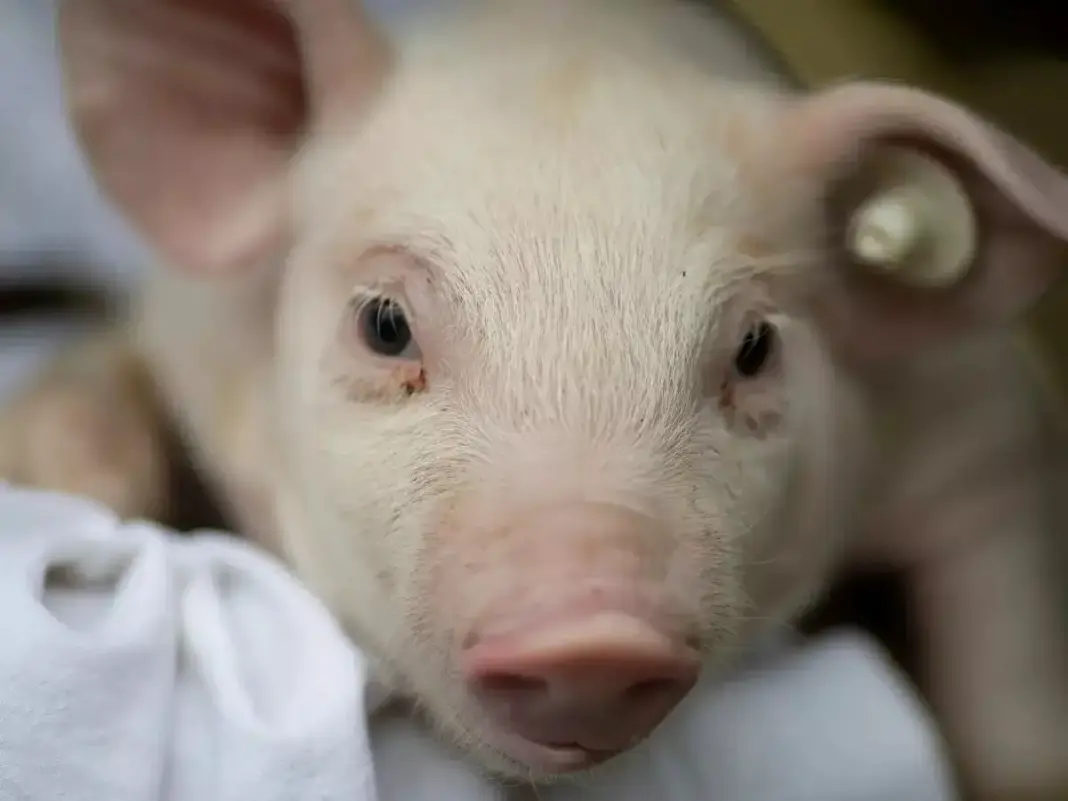 Kochi Hit by Fresh African Swine Fever Outbreak