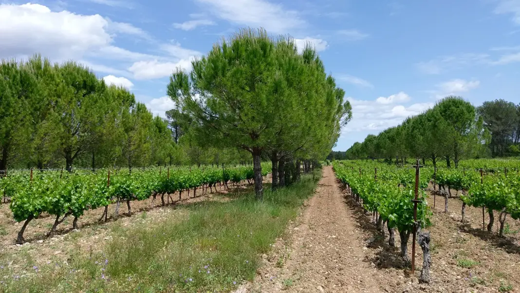 Barmer Farmers Embrace Mahogany Farming to Secure Sustainable Rural Incomes