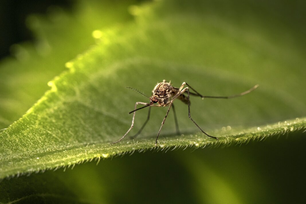 Hyderabad Declares Weekly ‘Dry Day’ To Combat Dengue Surge, Public Alert Issued