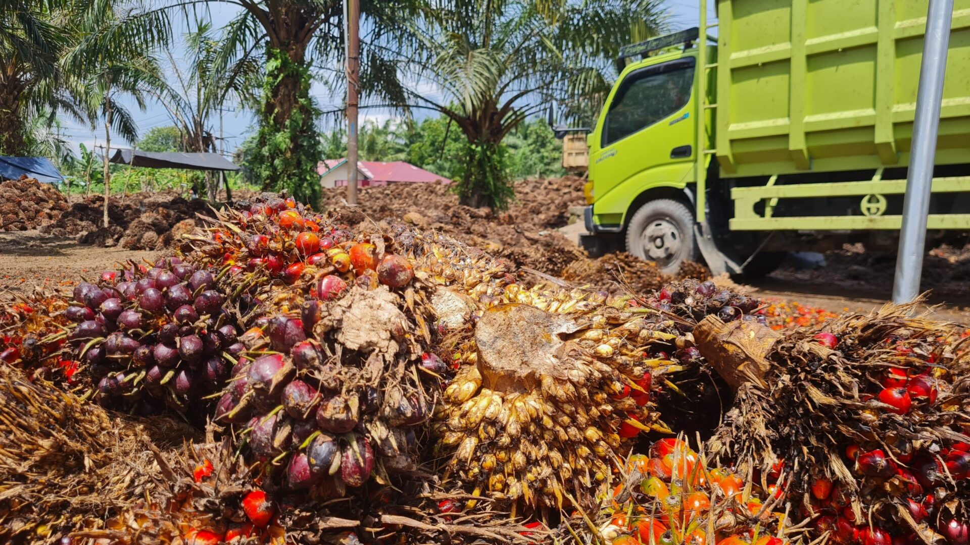 Jakarta Small Farmers Face Unfair Burden in Sustainable Palm Oil Push