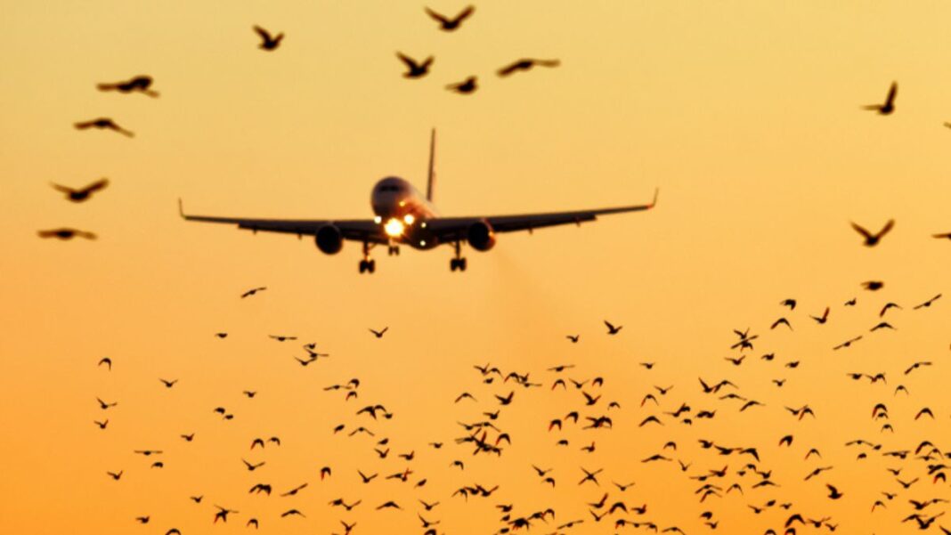 Ahmedabad Airport Confronts Persistent Bird Strike Threat