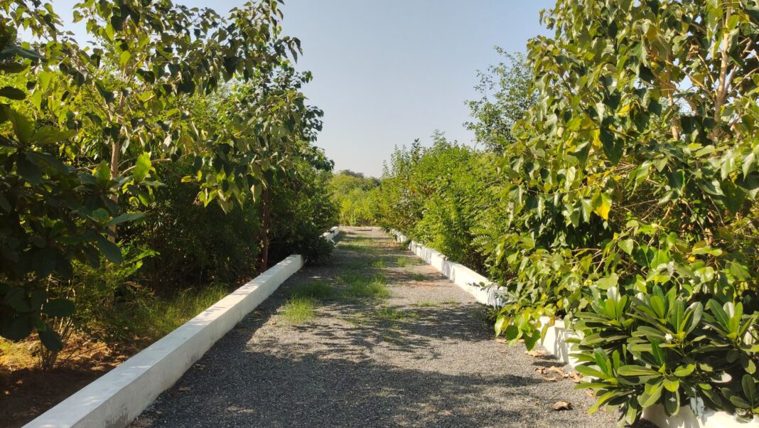 Ahmedabad mandates 5 Percent green cover, including 1 Percent Miyawaki urban forest