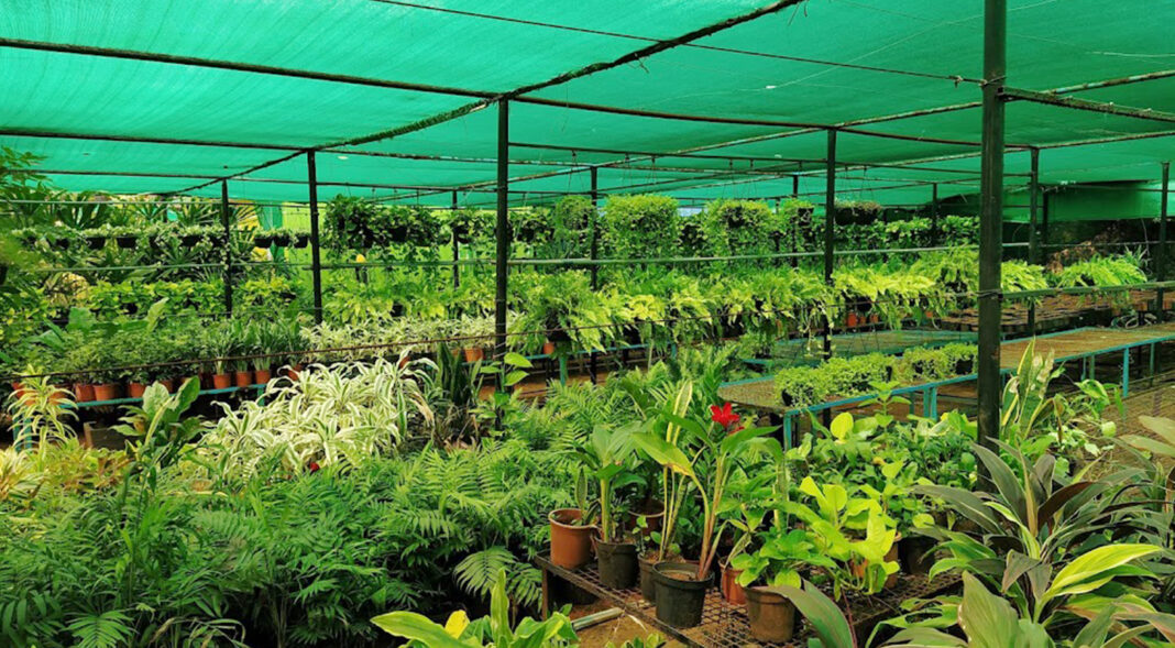 Margao Residents Urge Crackdown On Illegal Plant Sellers In Salcete