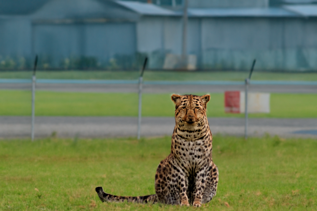 Pune Airport's Elusive Leopard Outsmarts New Capture Plans