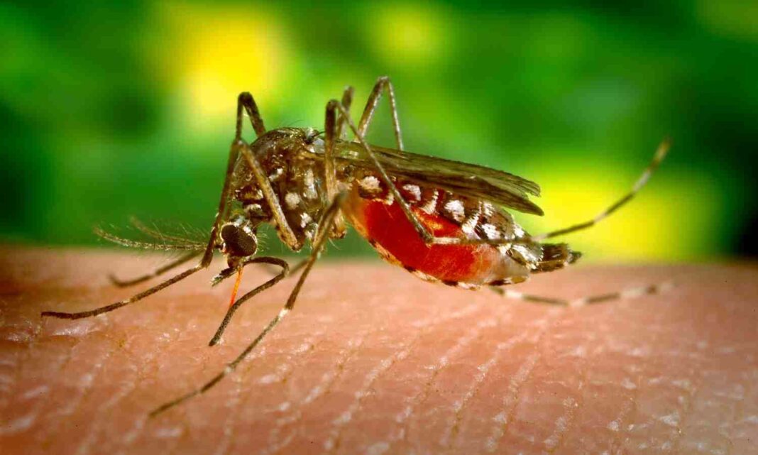 Chennai Escalates Vector Control Amid Dengue Surge During Monsoon Season