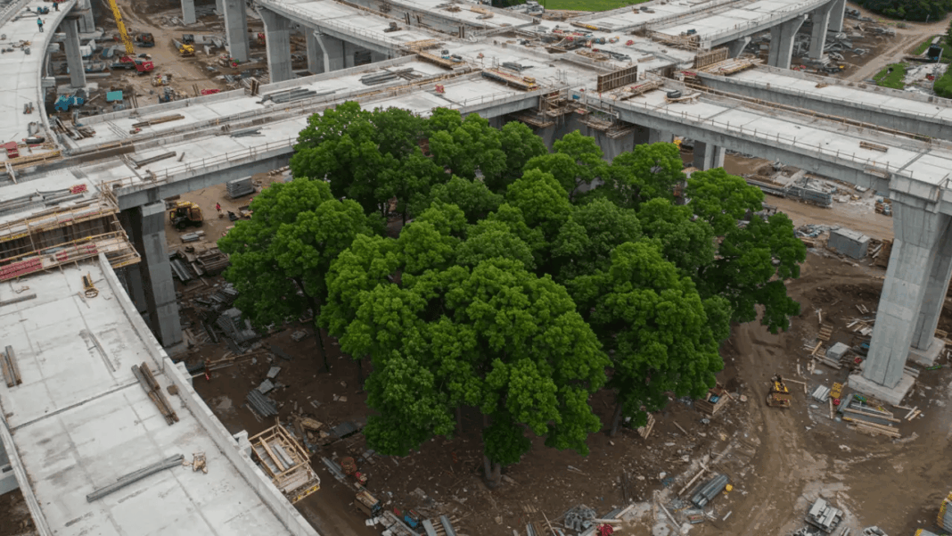 Delhi Nand Nagri Flyover Gets Approval After Transplanting 27 Trees