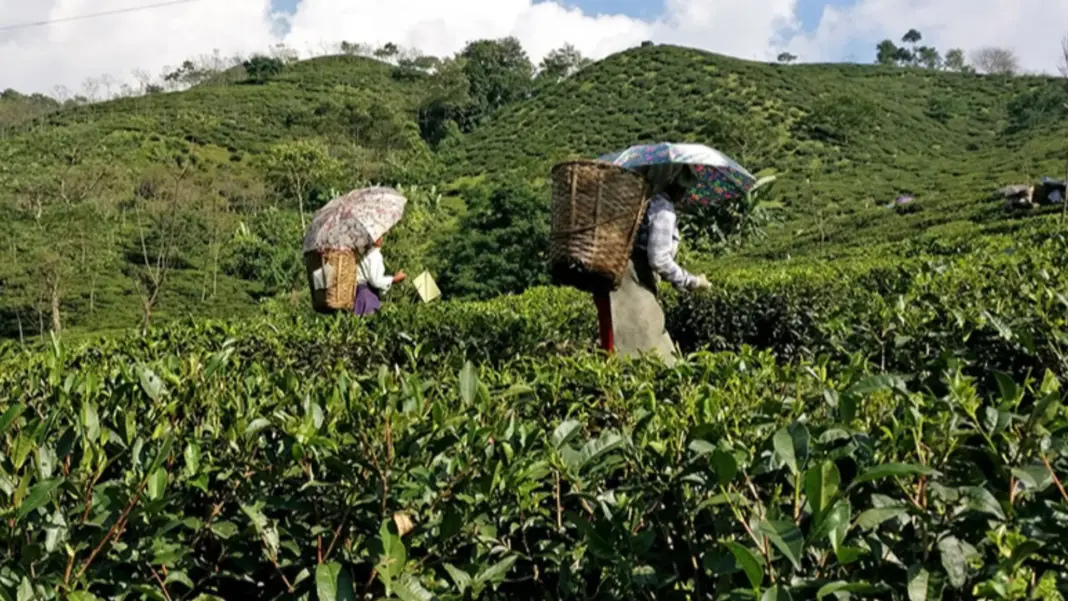Kalimpong Farmers Shift to Coffee as New Crop Gains Global Fame