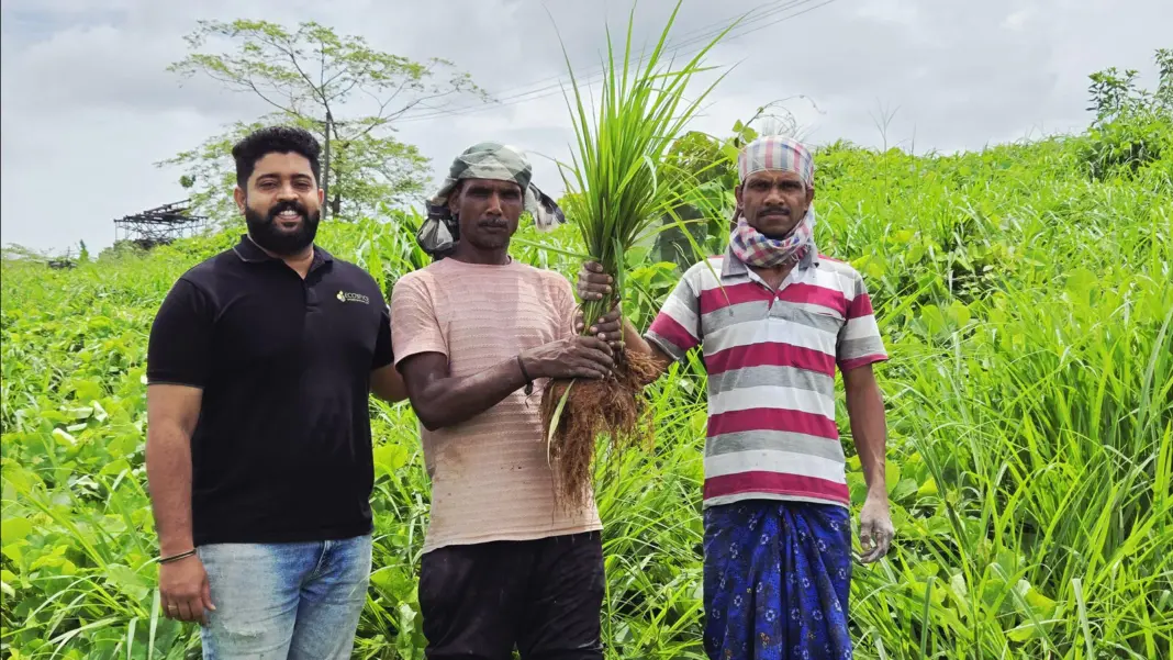 Satara Farmers Shift to Lemongrass, Citronella Cultivation on 50000 Acres