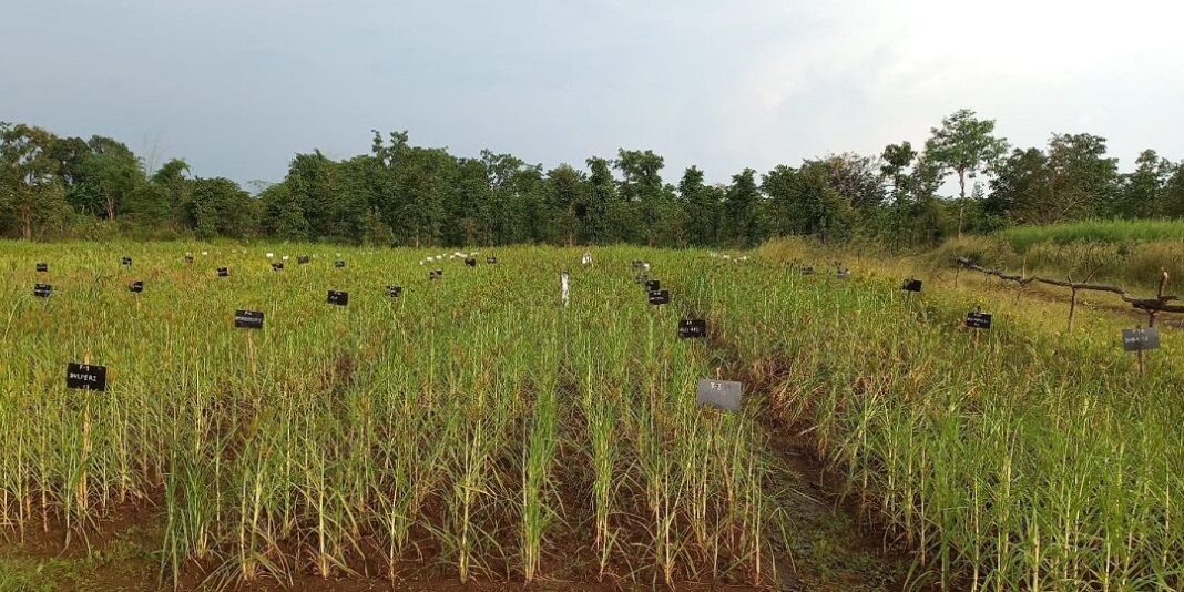 Nagpur Fertiliser Demand Surge Signals Panic Buying Trend