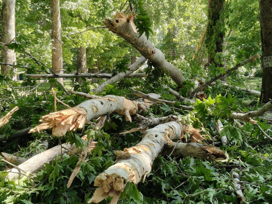 Srinagar Storm Uproots Trees, Disrupts Power, Sparks Emergency in Kashmir Valley