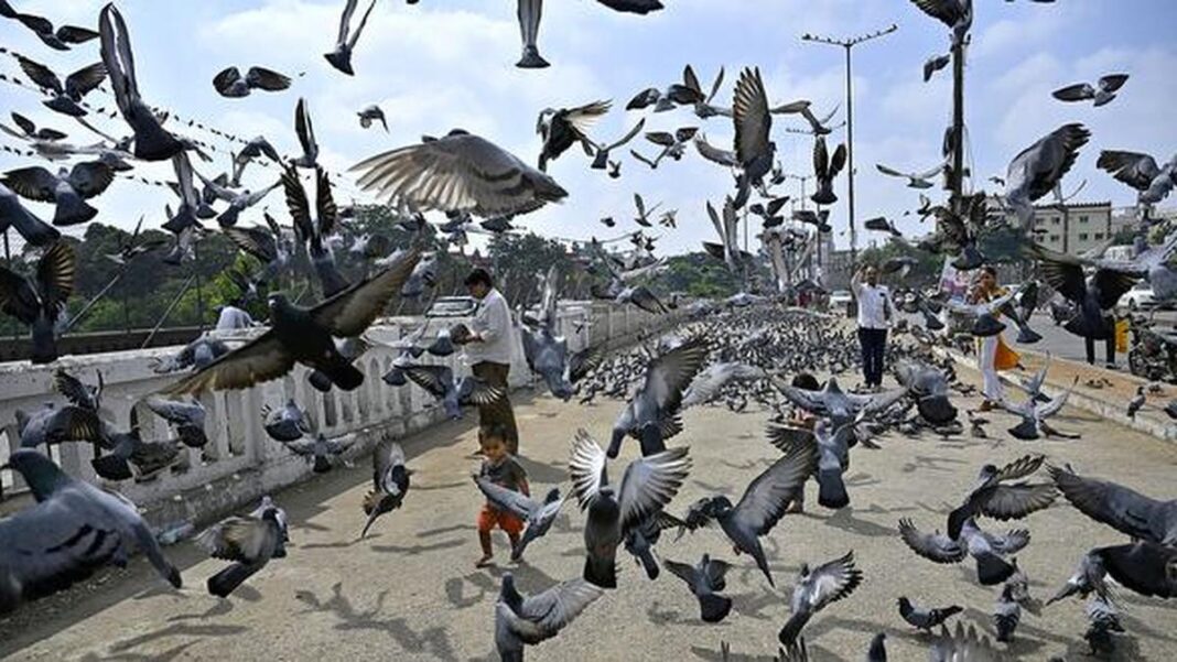 Hyderabad Airport Reports 49 Bird And Animal Strikes In Five Months Of 2025