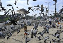 Hyderabad Airport Reports 49 Bird And Animal Strikes In Five Months Of 2025