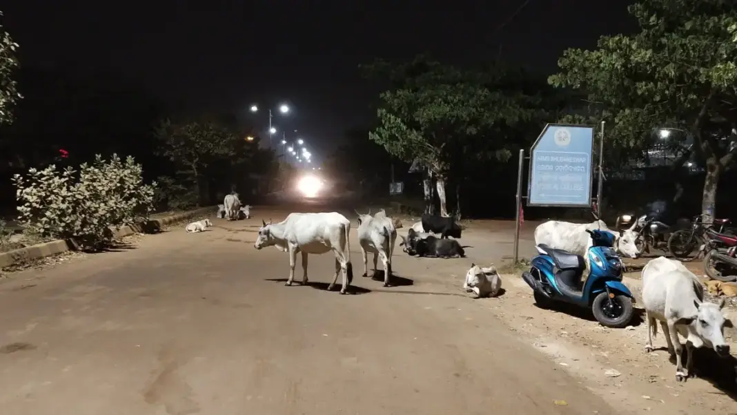 Bhubaneswar Struggles To Curb Rising Stray Cattle Menace On Roads