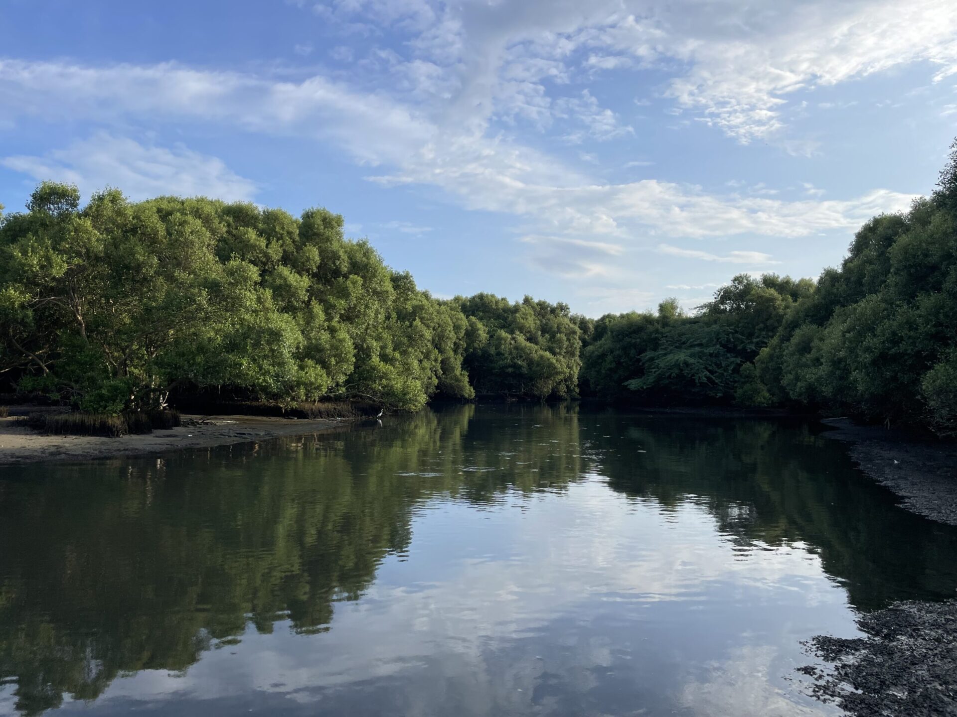 Cumbharjua Canal Mangroves to Be Trimmed for Safer Vessel Movement
