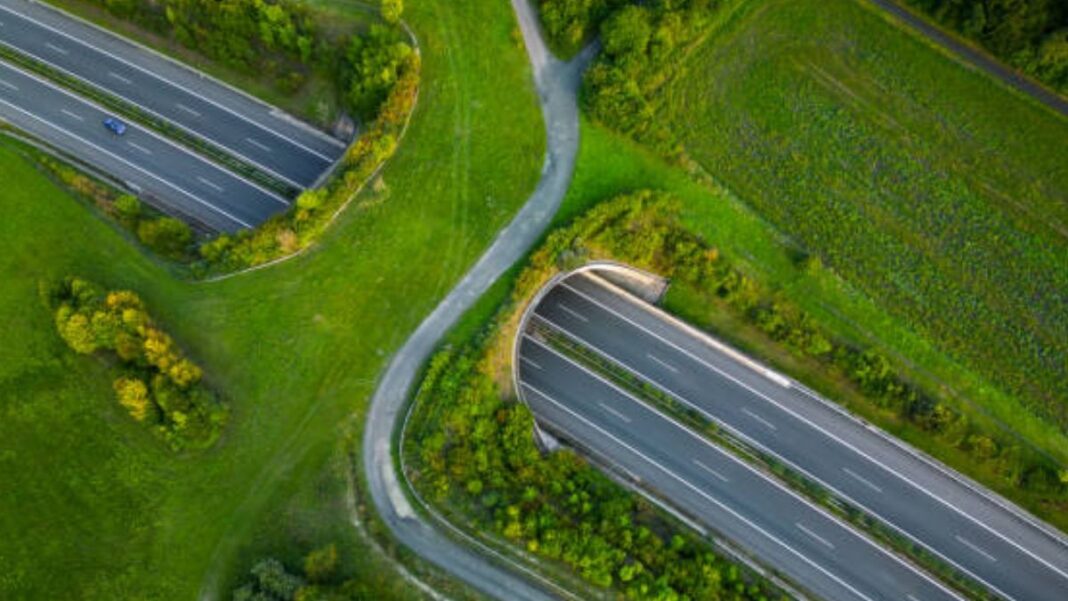 Delhi Builds Indias First Animal Overpass on Mumbai Expressway Stretch