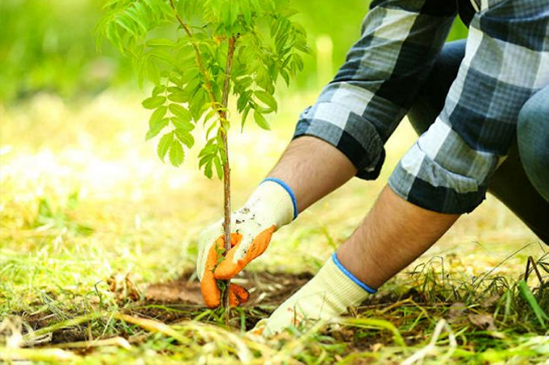 Jalandhar to Plant Over 3.5 Lakh Saplings in Mega Green Drive