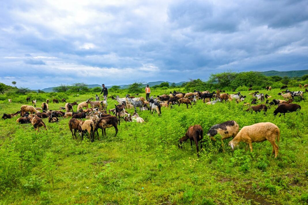 Vidarbha Secures Over Rs4 Crore For Nature Conservation