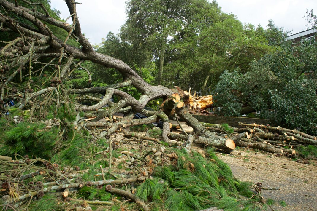 Kochi citizens demand urgent green restoration after extensive tree felling projects