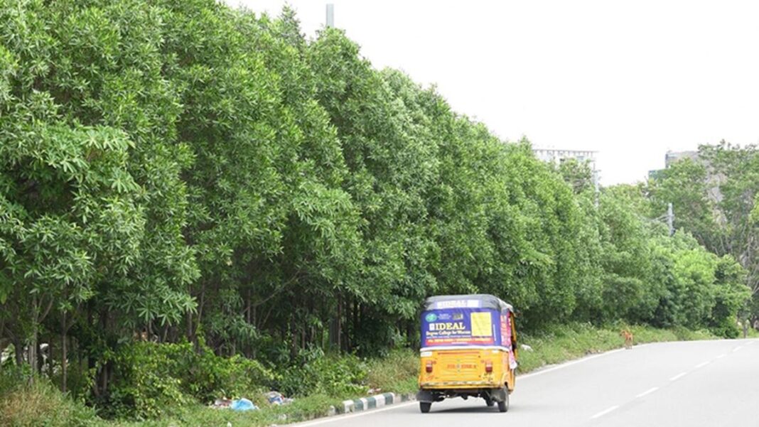 Maharashtra To Plant Indigenous Trees Along All Highways, Roads Under New Policy