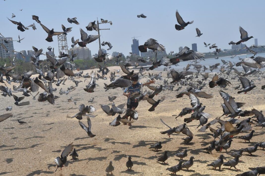 Maharashtra cracks down on Mumbai kabootar khanas for public health
