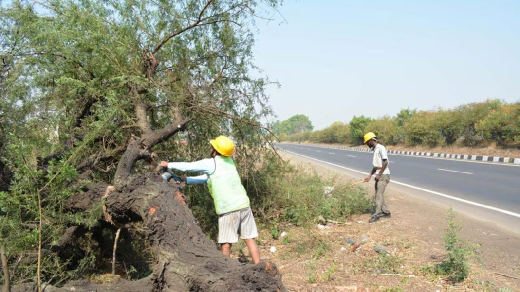Maharashtras Green Cover Shrinks As 3L Trees Axed For Samruddhi Highway